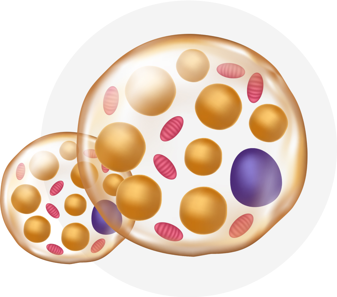 Graphic of brown fat cell